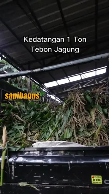 Pakan-Ternak-Tebon-Jagung